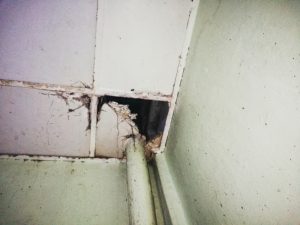 commercial mold removal