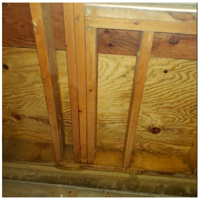 mold in a home