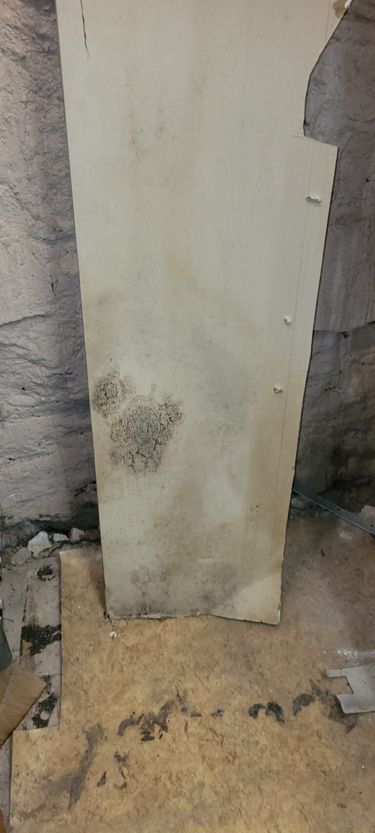 Mold on Wall