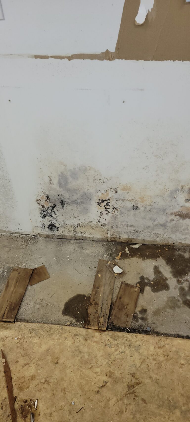 Mold on Wall