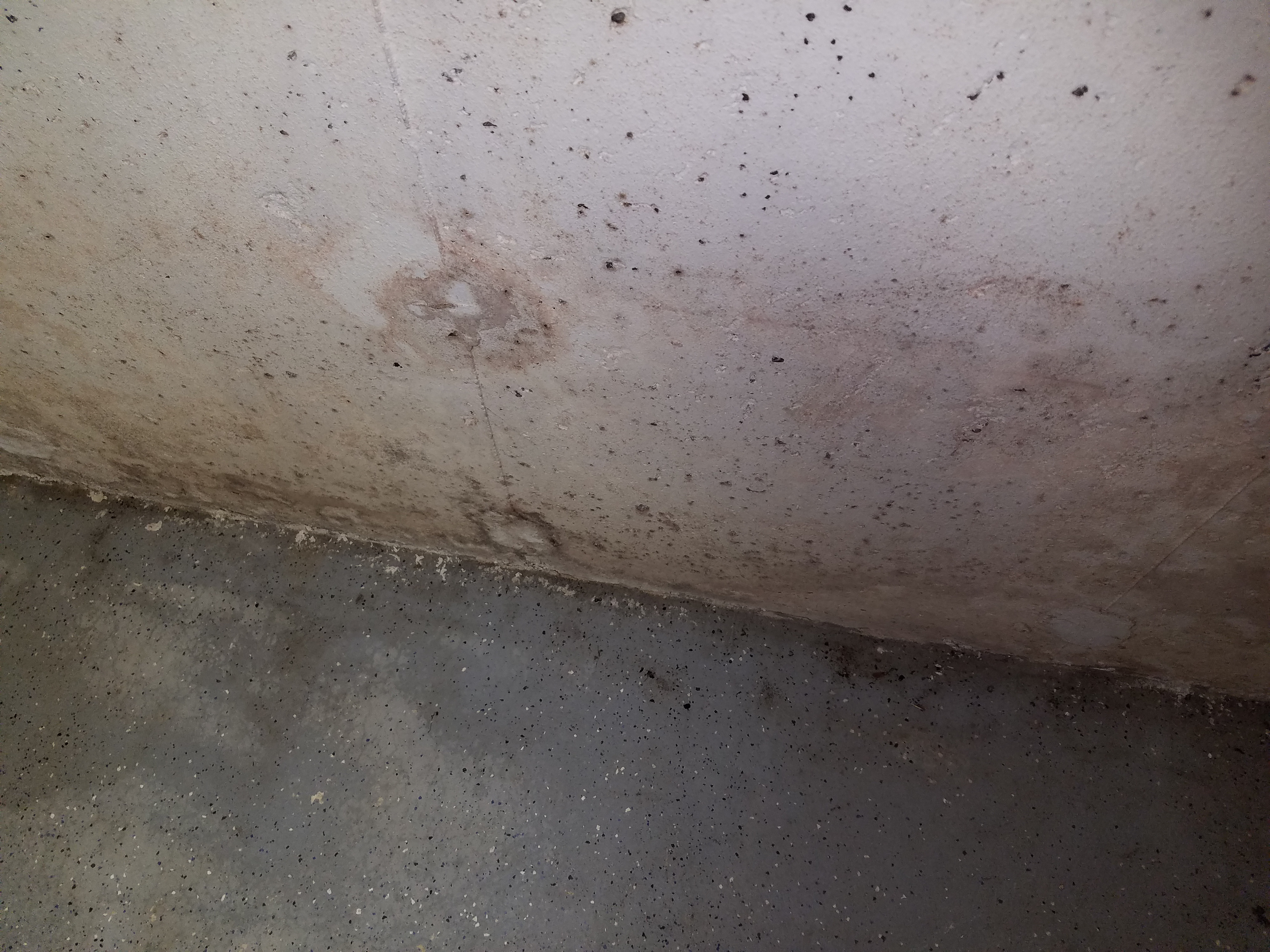 Mold Removal In Bridgewater, MA- Moldguys Restoration, LLC.
